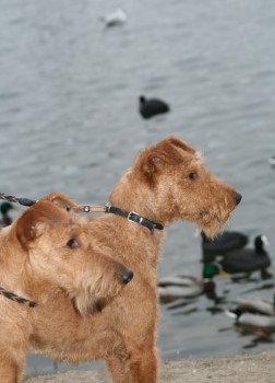 Zwei Irish im Profil